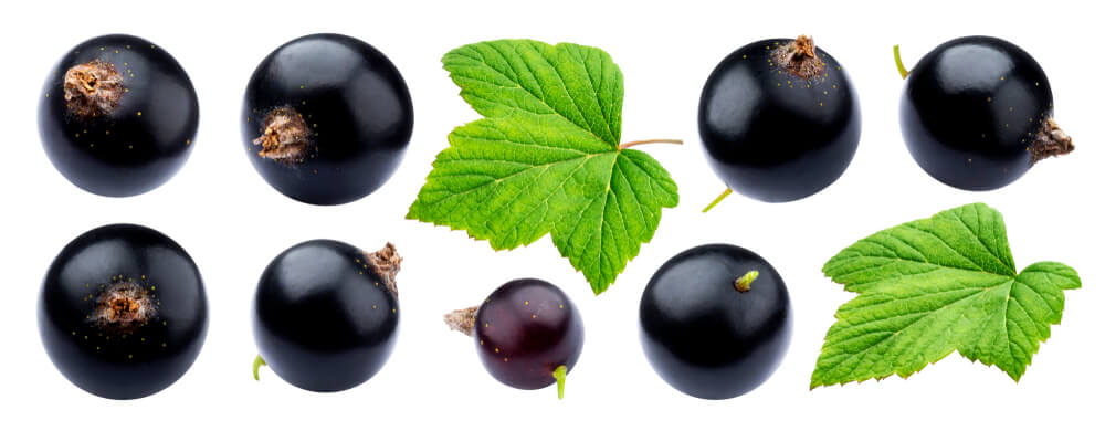 Découvrez les Bienfaits Santé du Cassis: Un Fruit aux Grands Pouvoirs